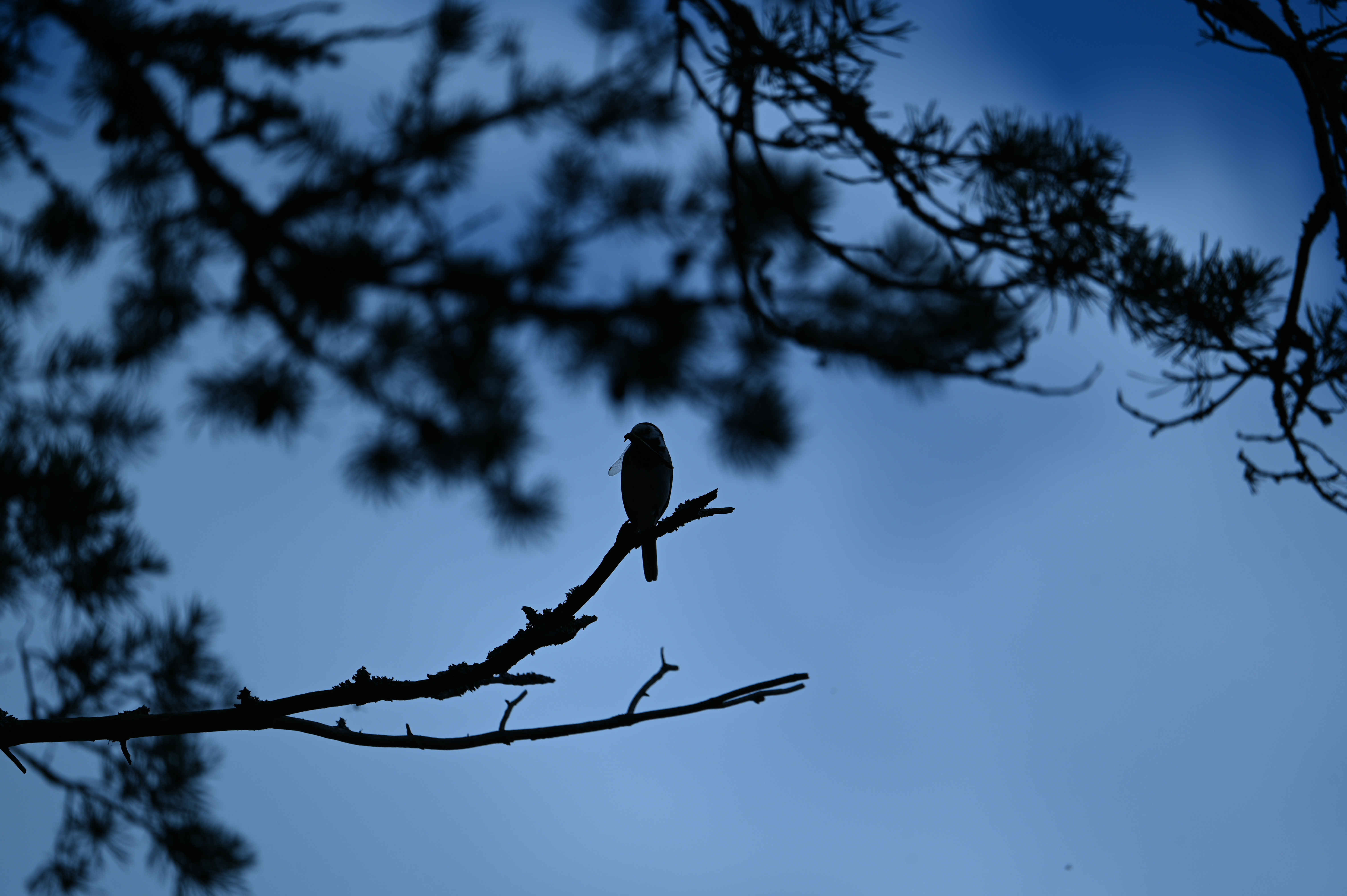 2025/07/09-14 - trip/DSC_0366.JPG